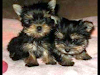 Regalo Adorable Cachorros Yorkshire Terrier