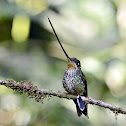 sword billed hummingbird
