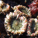 Aggregating Anemones