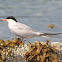 Common Tern