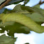 tobacco hornworm