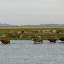 cow's crossing river