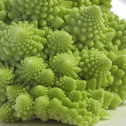 Romanesco Broccoli