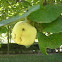Cydonia (Membrillo. Quince)