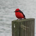Vermilion Flycatcher