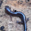 Redback Salamander (leadback phase)