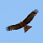 Black Kite