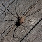 harvestman