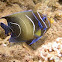 Semicircular Angelfish, Koran Angelfish