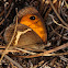 Spanish Gatekeeper, Lobito listado
