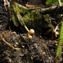 Leopard Earthball/Kleine aardappelbovist