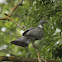 Woodpigeon