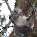 Koala