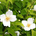 Mock Orange