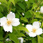 Mock Orange
