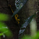 Eyelash Pit Viper