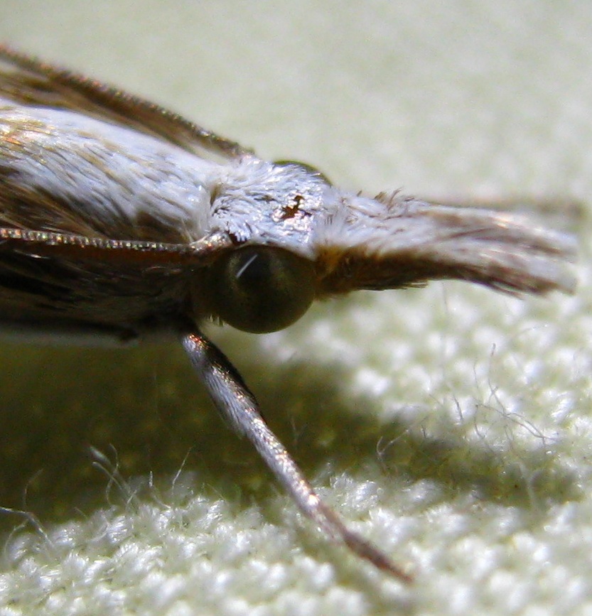 Moth