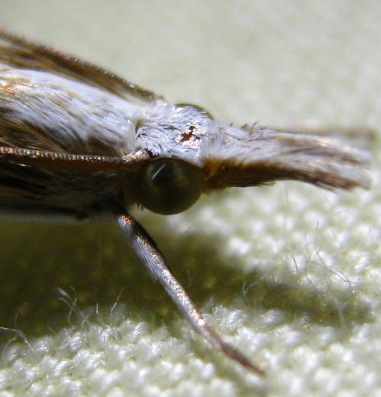 Spotting Image 1