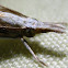 Moth