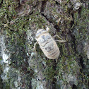 Cicada