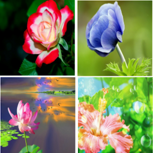 How to download Flower Wallpaper 1.0 unlimited apk for laptop