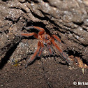 Panay Orange Tarantula