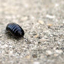 Pill Bug