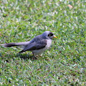 Noisy Miner