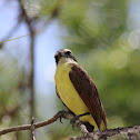 Great Kiskadee