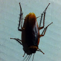 American cockroach