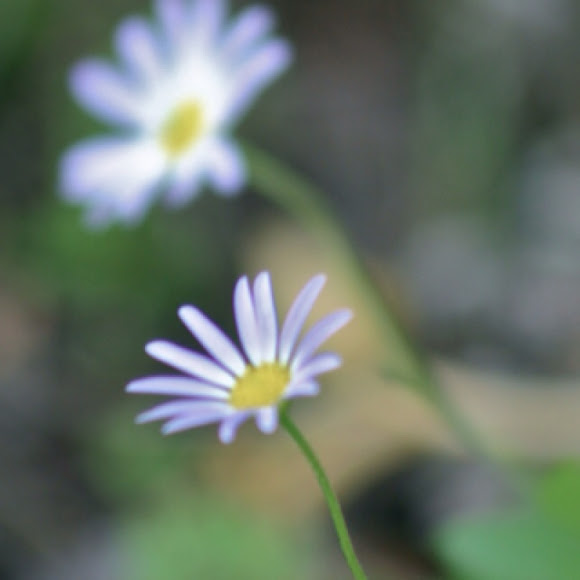 Spotting Image 1