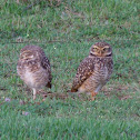Burrowing Owls