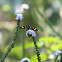 Euchromia sp
