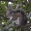 Eastern Gray Squirrel