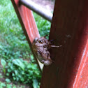 Cicada