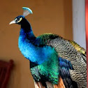 Peafowl