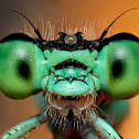 Damselfly
