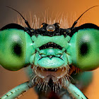 Damselfly