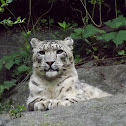 Snow Leopard