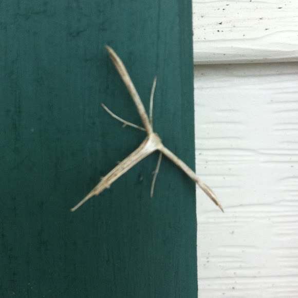 Spotting Image 1