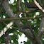 Laughing Dove