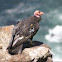 California Condor