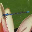 Common Blue Damselfly on Water Lily Blossom