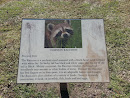 Racoon Sign