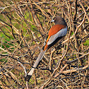 Rufous Treepie