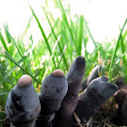 Dead man's fingers
