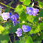 Germander Speedwell