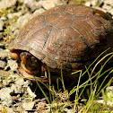 Eastern mud turtle
