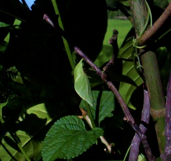 Spotting Image 1