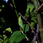 Clipper Butterfly (pupa)